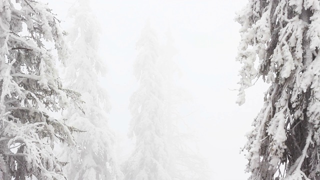 冬天树下的雪。冬天山脉。乌克兰喀尔巴阡山Dragobrat视频素材