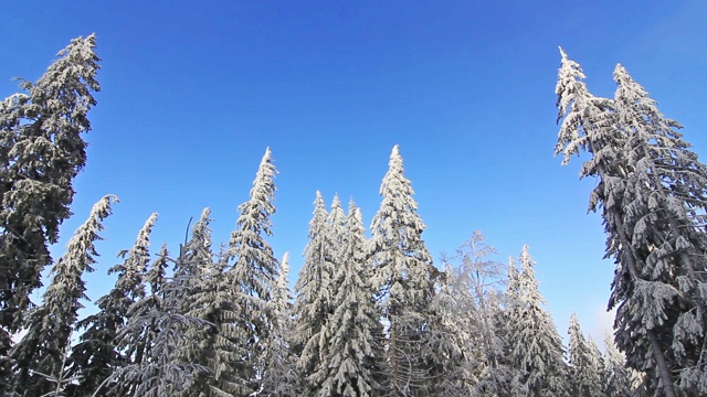 冬天树下的雪。冬天山脉。乌克兰喀尔巴阡山Dragobrat视频素材