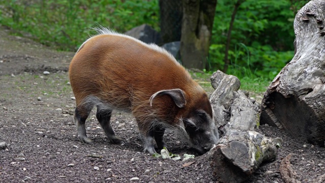 红河猪，Potamochoerus porcus，又名灌木猪。视频素材