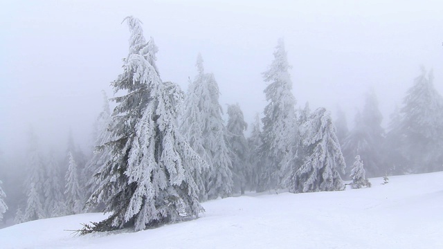 冬天树下的雪。乌克兰喀尔巴阡山Dragobrat视频素材