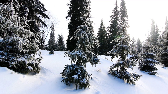 冬天树下的雪。乌克兰喀尔巴阡山Dragobrat视频素材