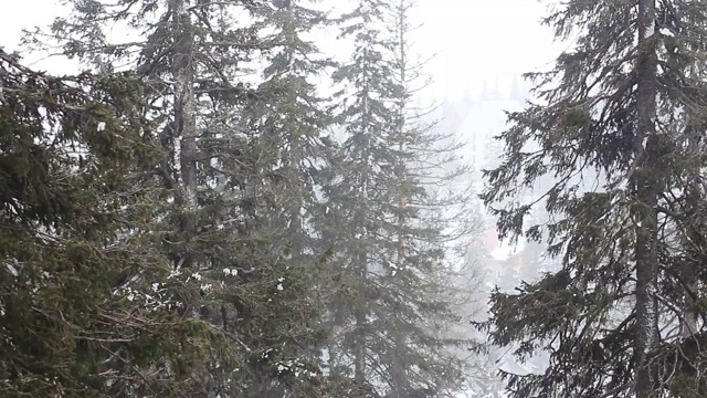 落在树上的雪。冬天山脉。视频素材
