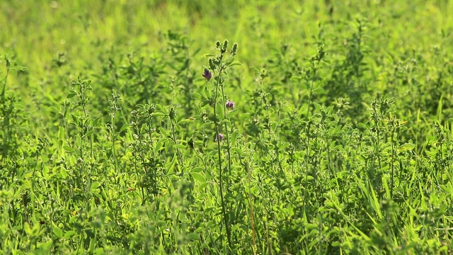 绿色的夏季野生草坪草在风中飘扬视频素材