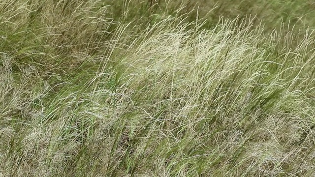 绿色的夏季野生草坪，高草在风中飘扬视频素材