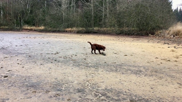 一只年轻快乐的棕色拉布拉多犬在泥浆里转着圈，玩着一根大圆木视频素材