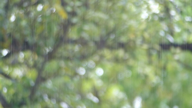 雨天和模糊的绿色自然背景视频素材