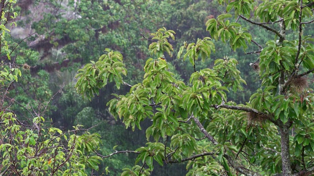 坏天气。暴雨和强风落在树上视频素材