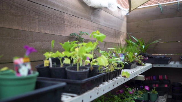 花园苗圃温室中的盆栽植物和幼苗视频素材