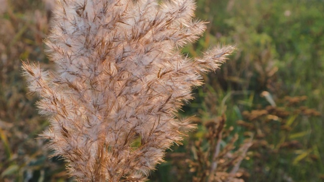 农田植物在日落农业种植种植夏季景观视频素材