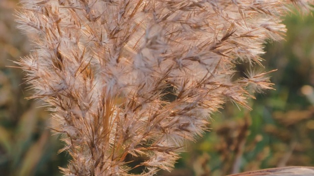 农田植物在日落农业种植种植夏季景观视频素材