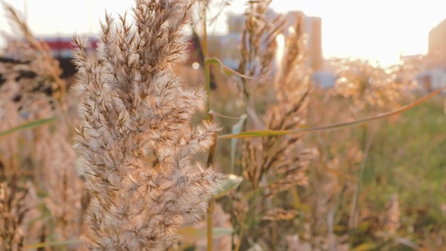 农田植物在日落农业种植种植夏季景观视频素材