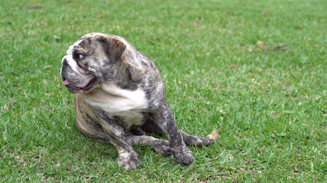 斗牛犬在草地上视频素材