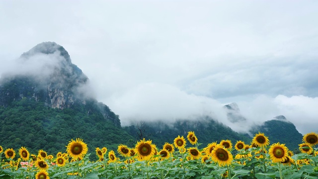 向日葵花园的早晨充满了雾气视频素材