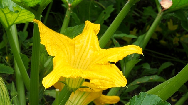 黄花在西葫芦丛中。在花园里种蔬菜。视频素材