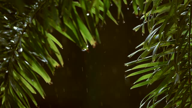 雨落在绿树上视频素材