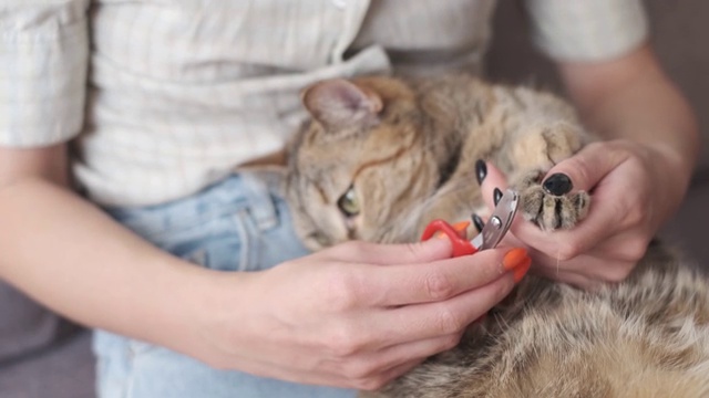 女人正在家里切姜猫爪。视频素材