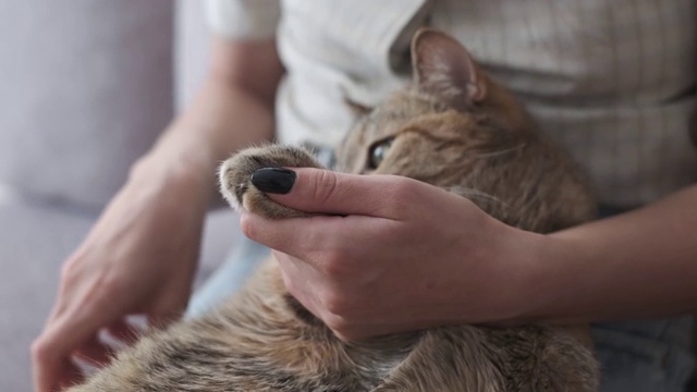 女人正在切家姜猫的爪子。视频素材