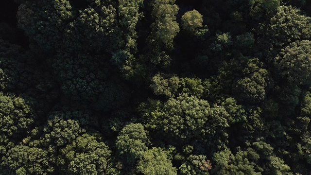 鸟瞰森林中的树梢视频素材