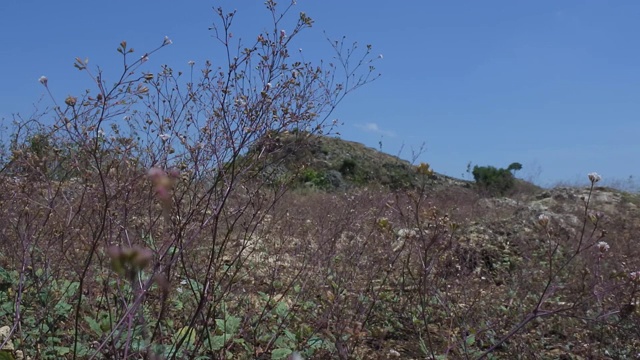 山野草在风中飘扬视频素材