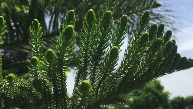 一根青松枝在风中摇曳视频素材