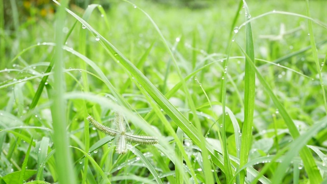 绿草在夏日清晨的风中摇曳。视频素材