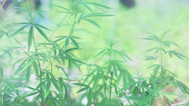 大麻或大麻种植视频素材