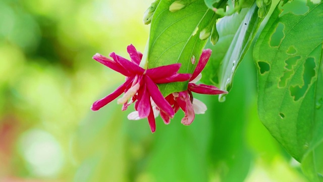 龙葵、金银花、醉水手、锦竹(L.)迪菲利普斯，一个围绕着在风中移动的花的摄影机。视频素材