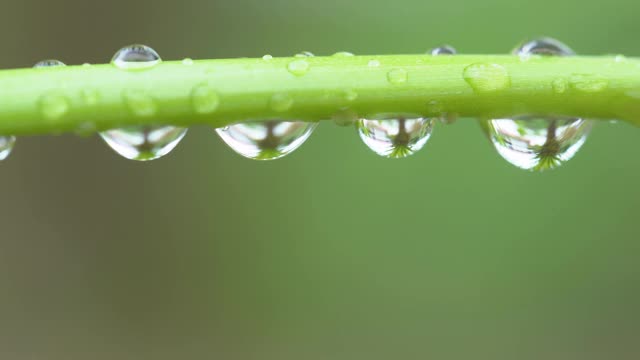 水滴在绿色植物上视频素材