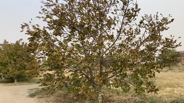 那棵树在大风中飘动。沙尘暴和恶劣的天气在一个多云的秋天的一天。飓风使植物弯曲。俄罗斯伏尔甘顿斯克的罗斯托夫地区刮起了暴风。视频素材