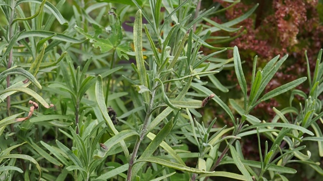 新鲜的绿色迷迭香香草生长在花园里，视频素材