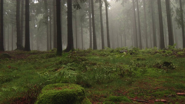 多雨和雾的针叶林，冷杉和松林在夏末视频素材