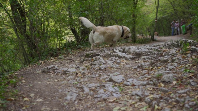 在森林里散步的拉布拉多犬视频素材