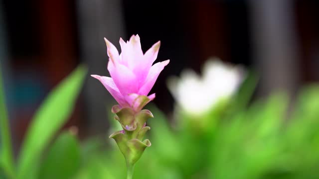 白色暹罗郁金香花在绿色的自然背景视频素材