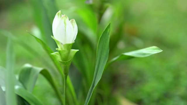 白色暹罗郁金香花在绿色的自然背景视频素材