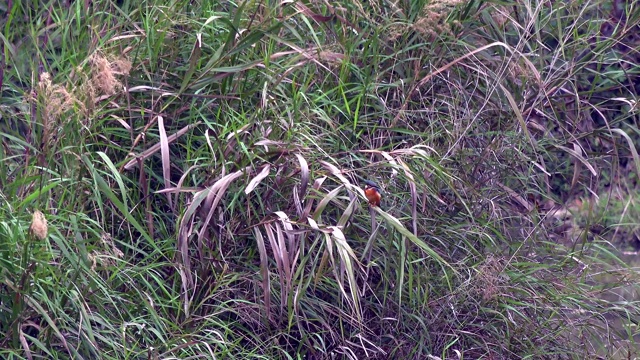 翠鸟(Alcedo atthis)视频下载