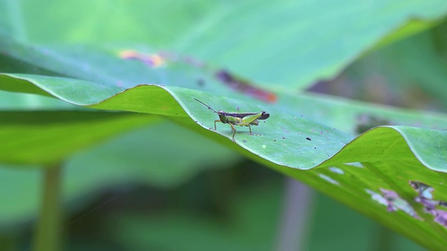 一只蚱蜢视频下载