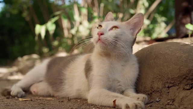 猫在街上休息视频素材