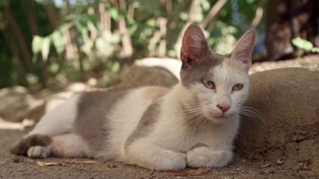 猫在街上休息视频素材