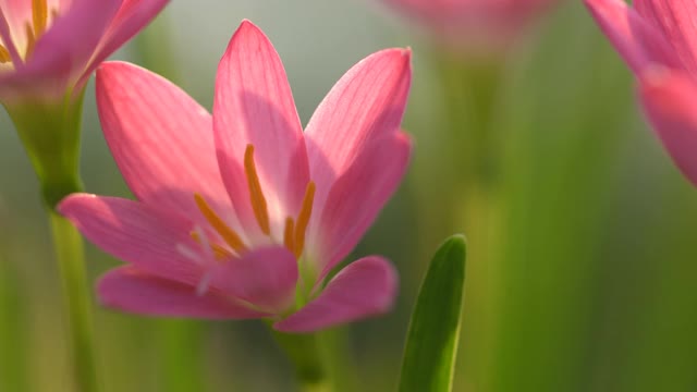 盛开的美丽的粉红色雨百合花视频素材