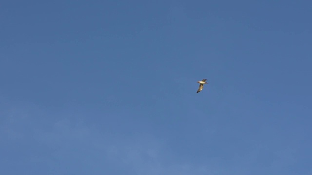 普通海鸥在地中海上飞翔的剪影的慢镜头。视频素材