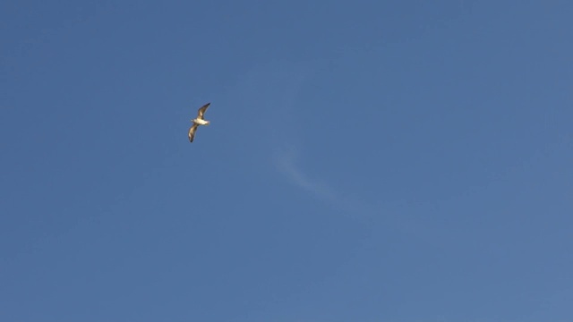 蓝天下普通海鸥在地中海上飞翔的剪影视频素材
