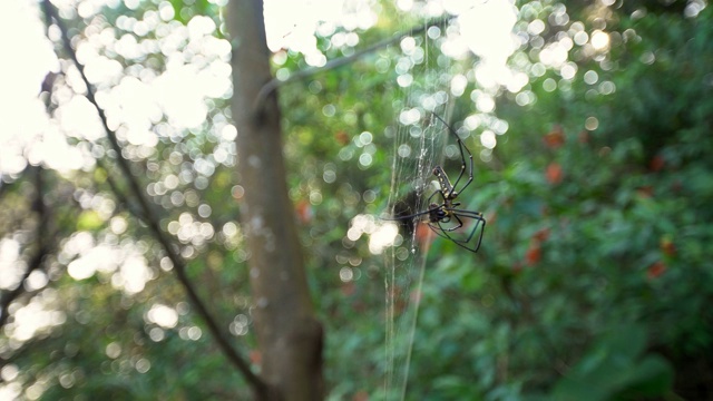 在台北的森林里，雌性巨大的森林蜘蛛和它的猎物在吃视频素材