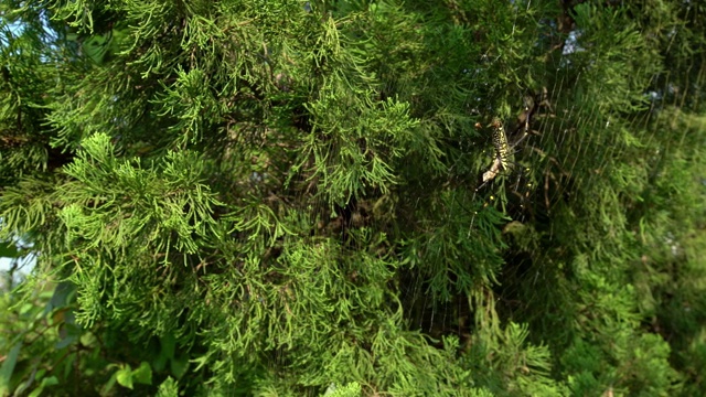 4K，雌性巨大的森林蜘蛛和它的猎物，并在山区森林里吃它视频素材