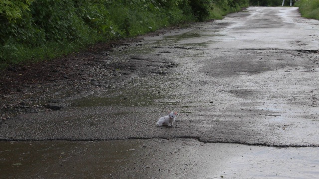 雨后街头一只悲伤的流浪猫视频素材