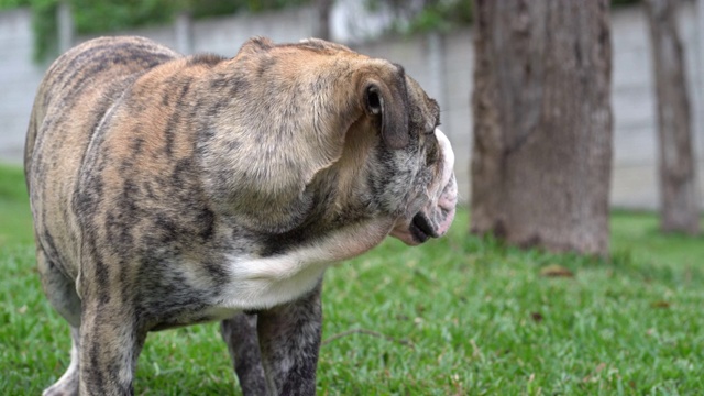 斗牛犬在草地上视频素材