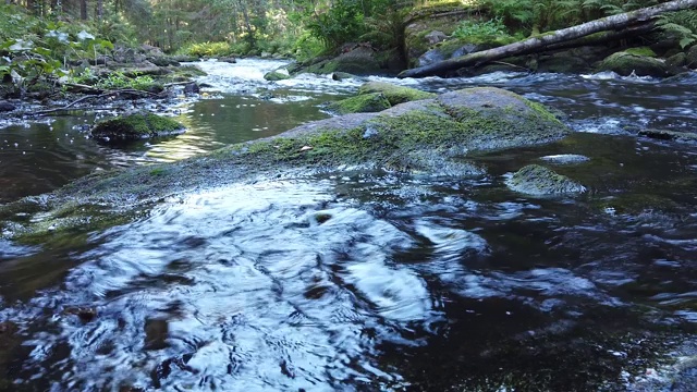 森林河。森林的小溪。水花四溅视频素材