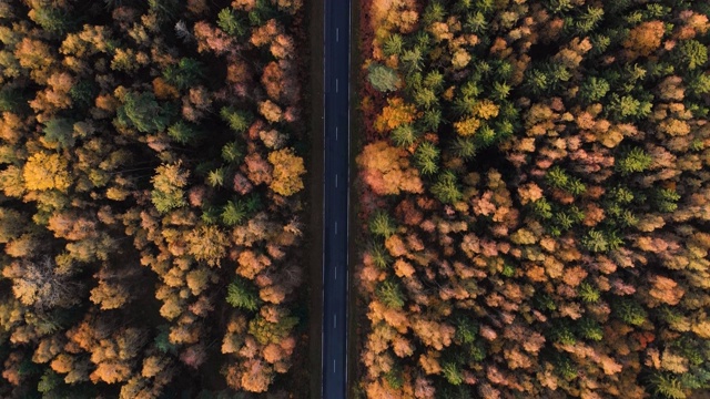 鸟瞰图森林道路在秋天与汽车。空中俯瞰笔直的道路与汽车在多彩的乡村秋天森林。秋天橙色，绿色，黄色，红色的叶子树树林。视频素材