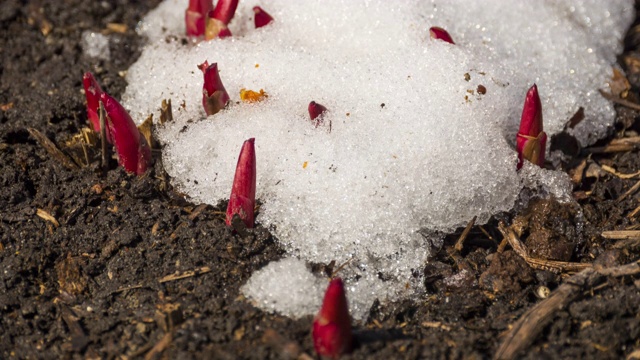 时间流逝拍摄融化的雪视频素材