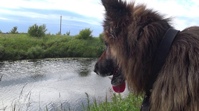 德国牧羊犬视频素材