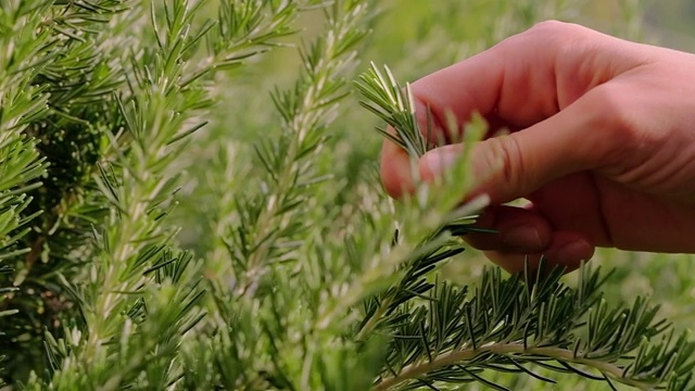 新鲜的迷迭香生长在户外视频素材